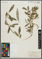 Foto von Salix alba L. x Salix fragilis L.